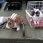 Bunnies On A Tank