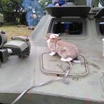 Bunnies On A Tank